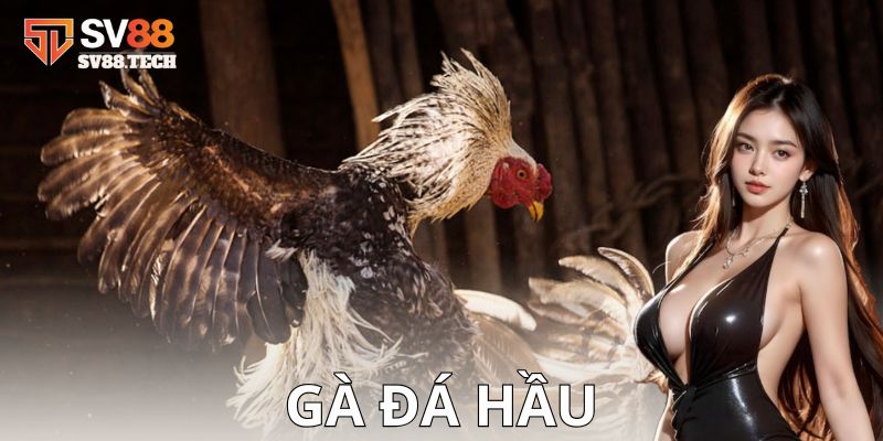 Gà đá hầu là gì và tại sao lại được ưa chuộng?